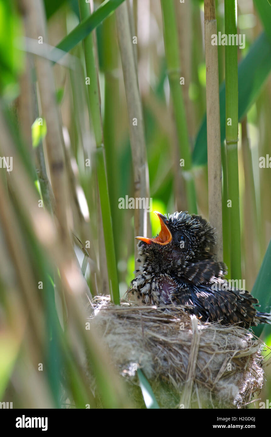 Young Cuckoo Canorus cuculus in Reed Warblers nest in reedbed Norfolk May Stock Photo