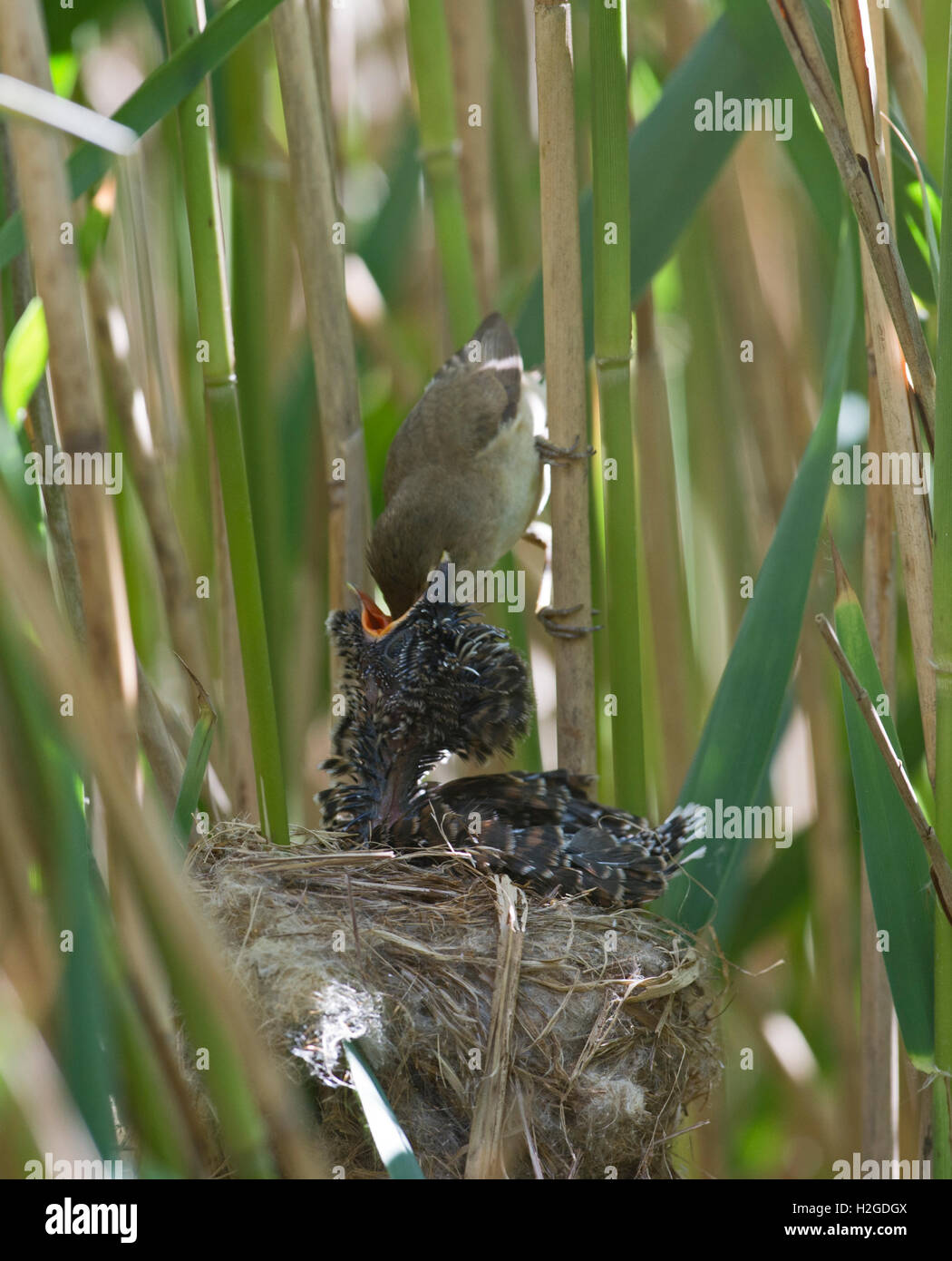 Young Cuckoo Canorus cuculus in Reed Warblers nest in reedbed Norfolk May Stock Photo