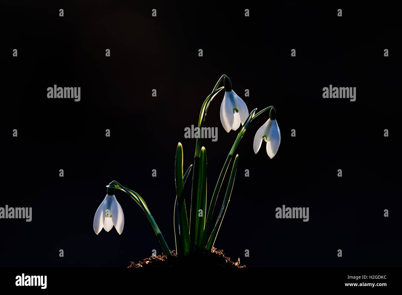 Snowdrops Galanthus nivalis backlit in late afternoon sun in Tiper's Wood, Kettlestone North Norfolk February Stock Photo