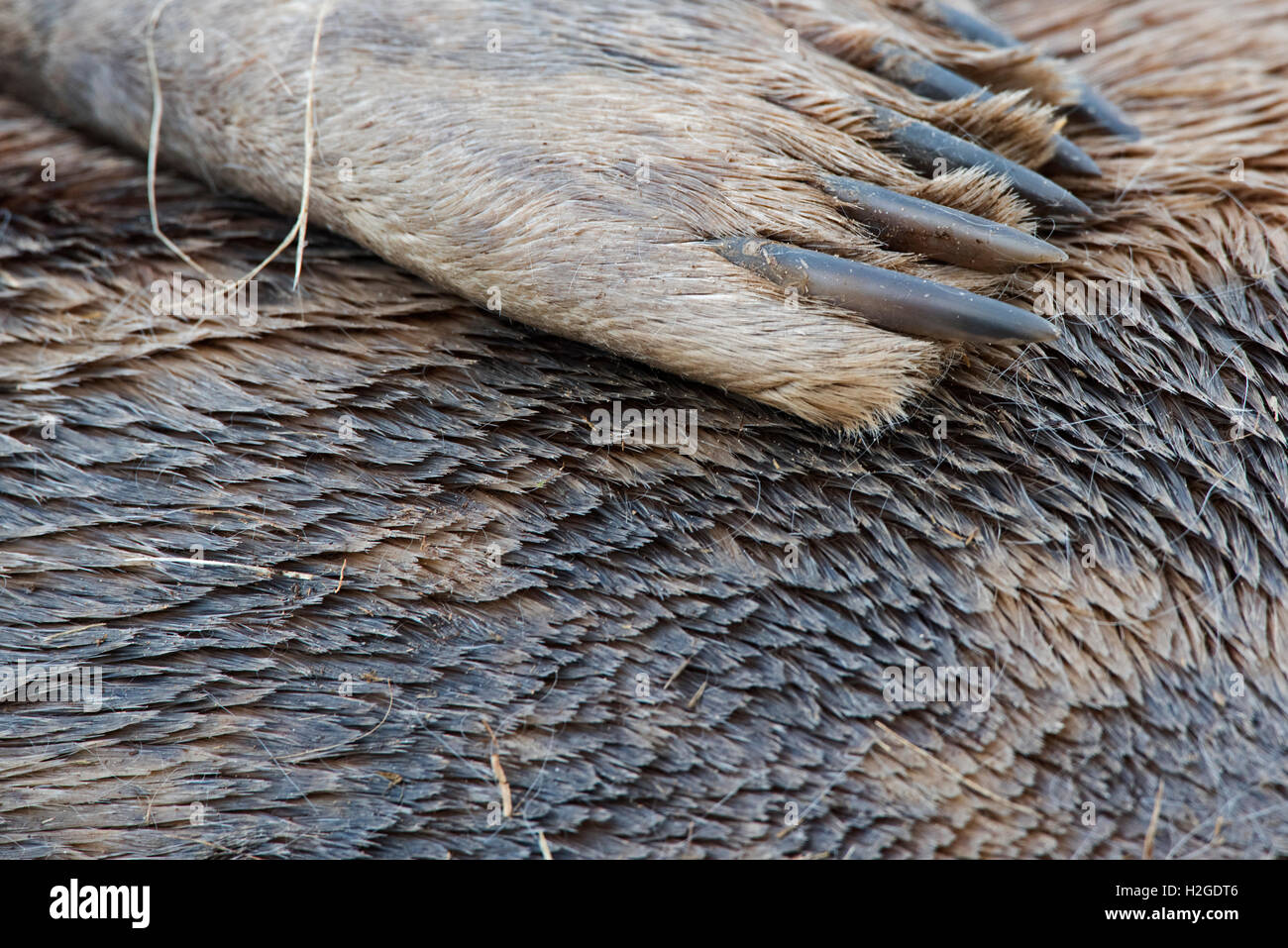 Close up of Grey Seal  Halichoerus grypus flipper Donna Nook Lincolnshire November Stock Photo