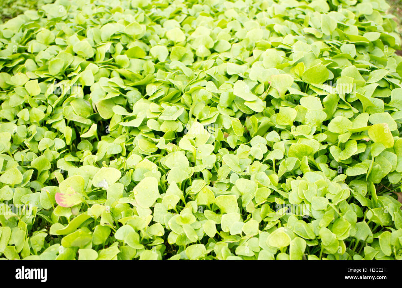 Miners lettuce salad greens farm fresh Vancouver Island Canada Stock Photo