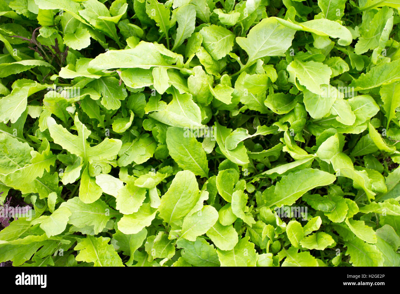 Arugula green salad greens local farm fresh on Vancouver Island Stock Photo