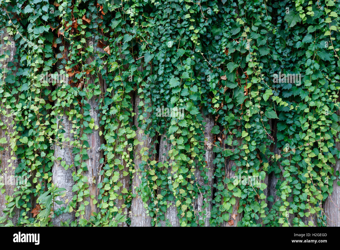 green ivy plant growing on wooden fence Stock Photo