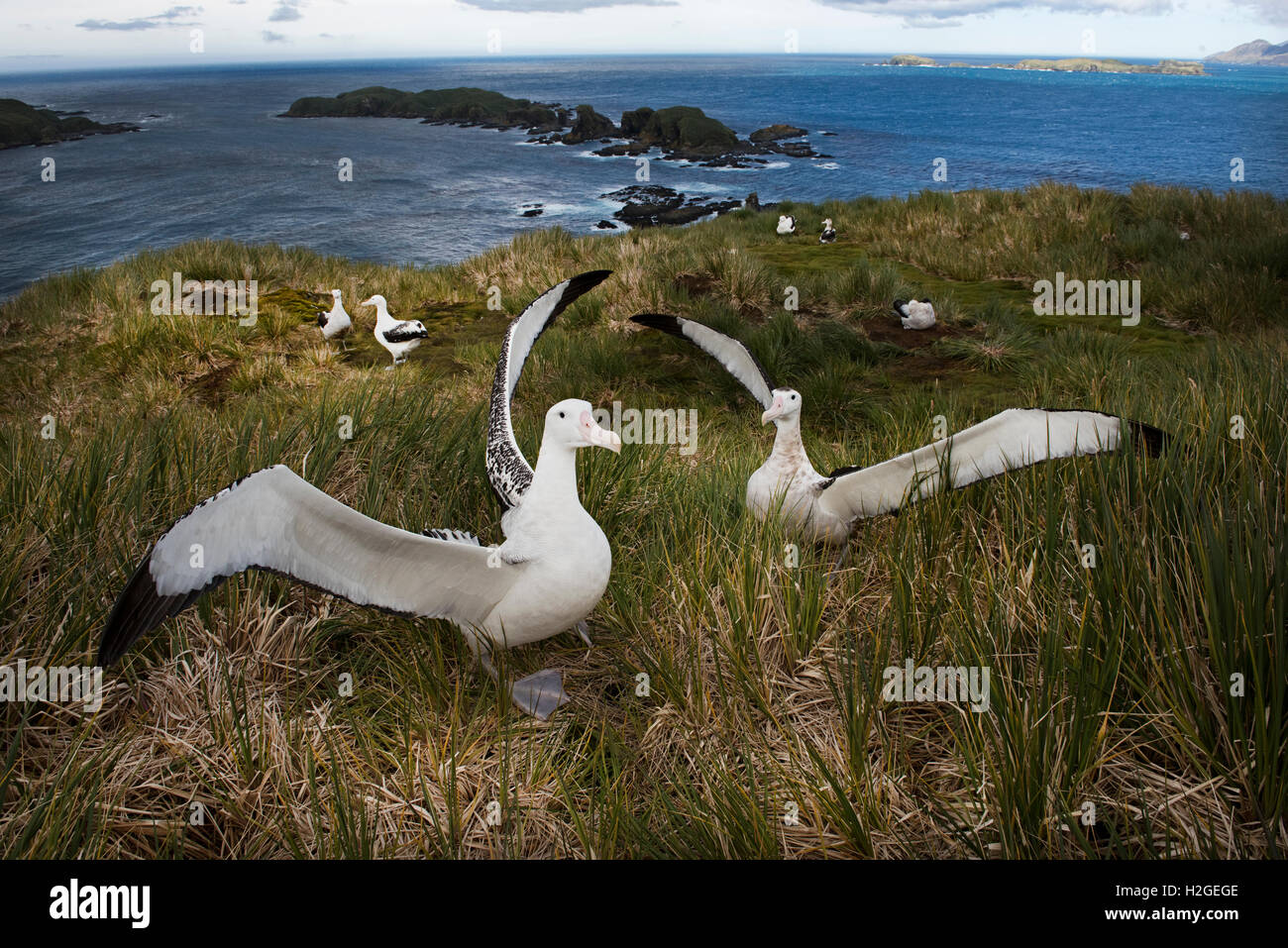 Wandering Albatross Diomeda exulans displaying on Albatross Island in Bay of Isles South Georgia Stock Photo