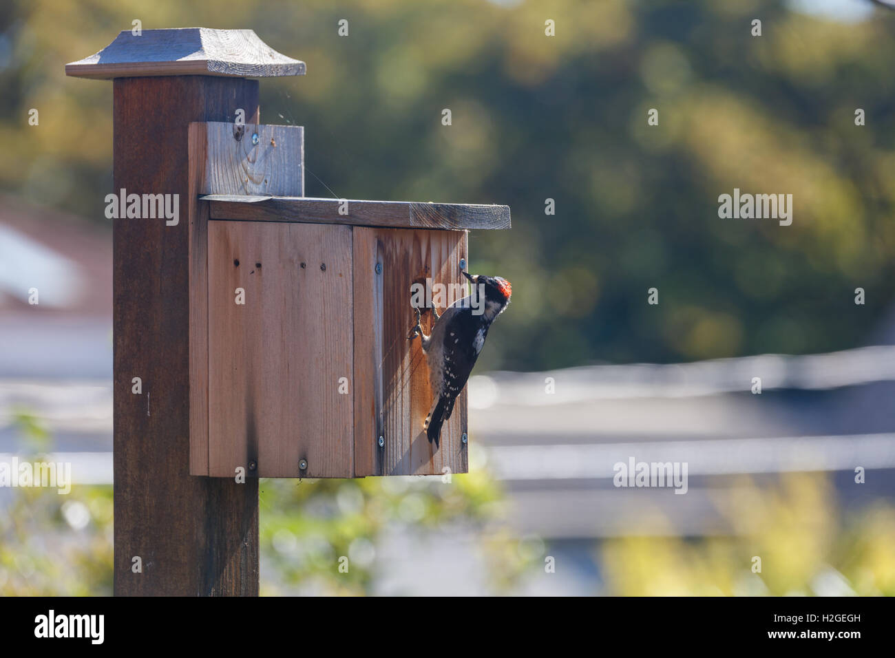 male downy woodpecker and homemade wooden birdhouse Stock Photo
