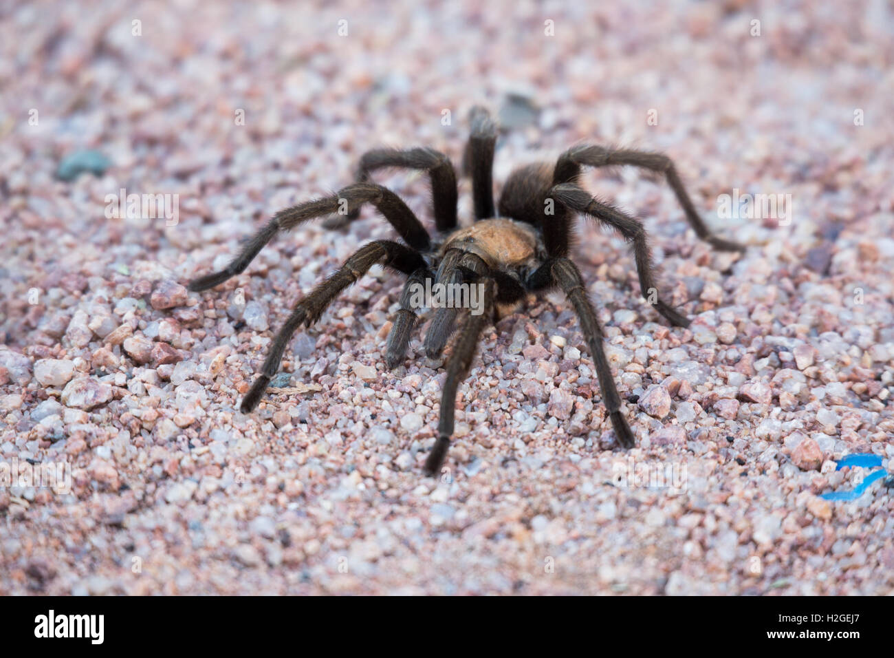 #bubble #spider #nature #desert #awesome Acrylic Print