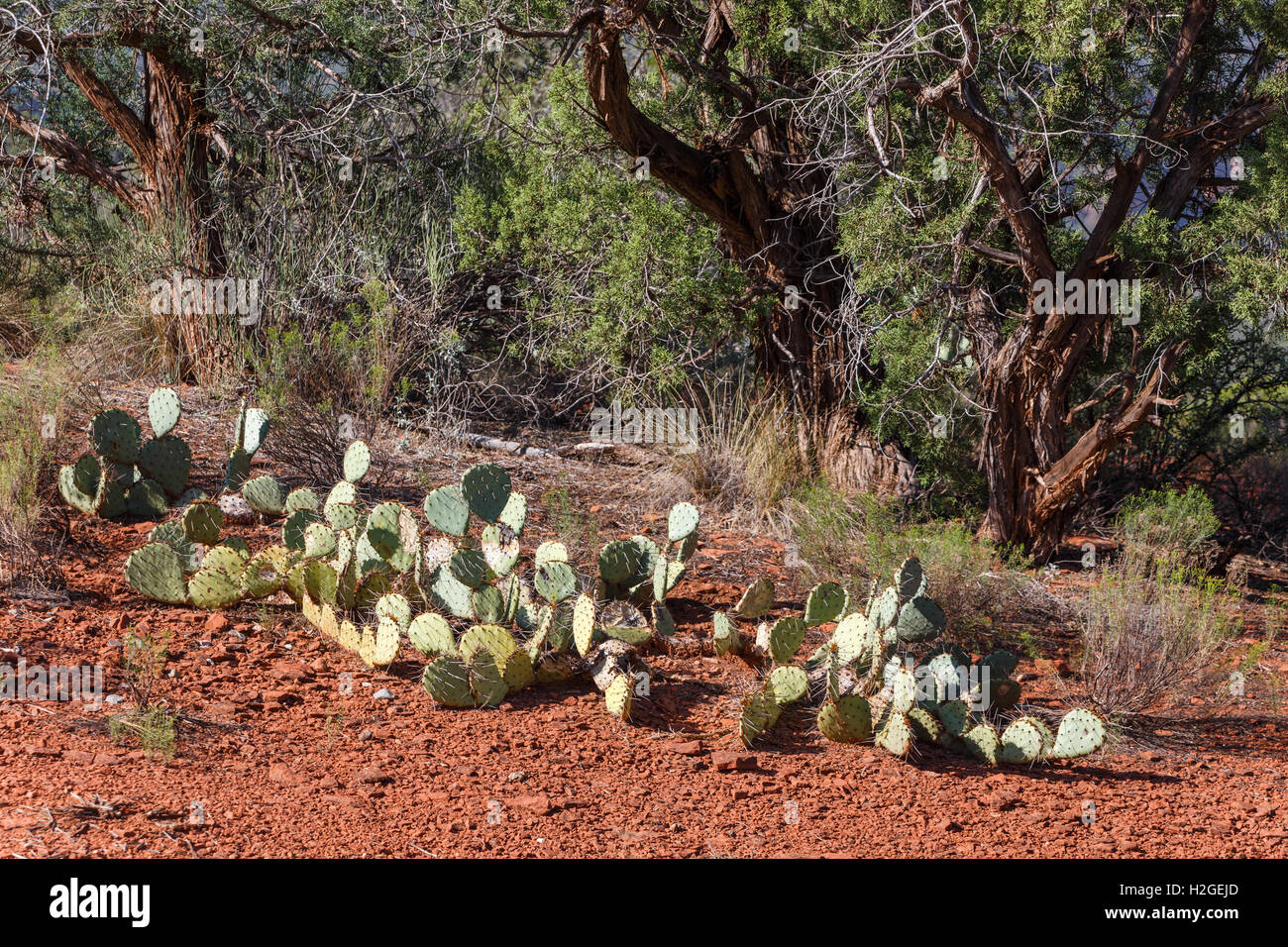 cactus and red soil in sedona Arizona Stock Photo - Alamy