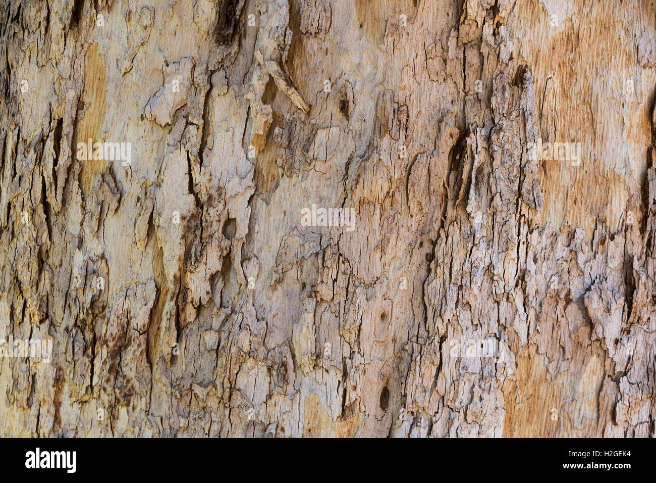 old tree bark for nature background use Stock Photo