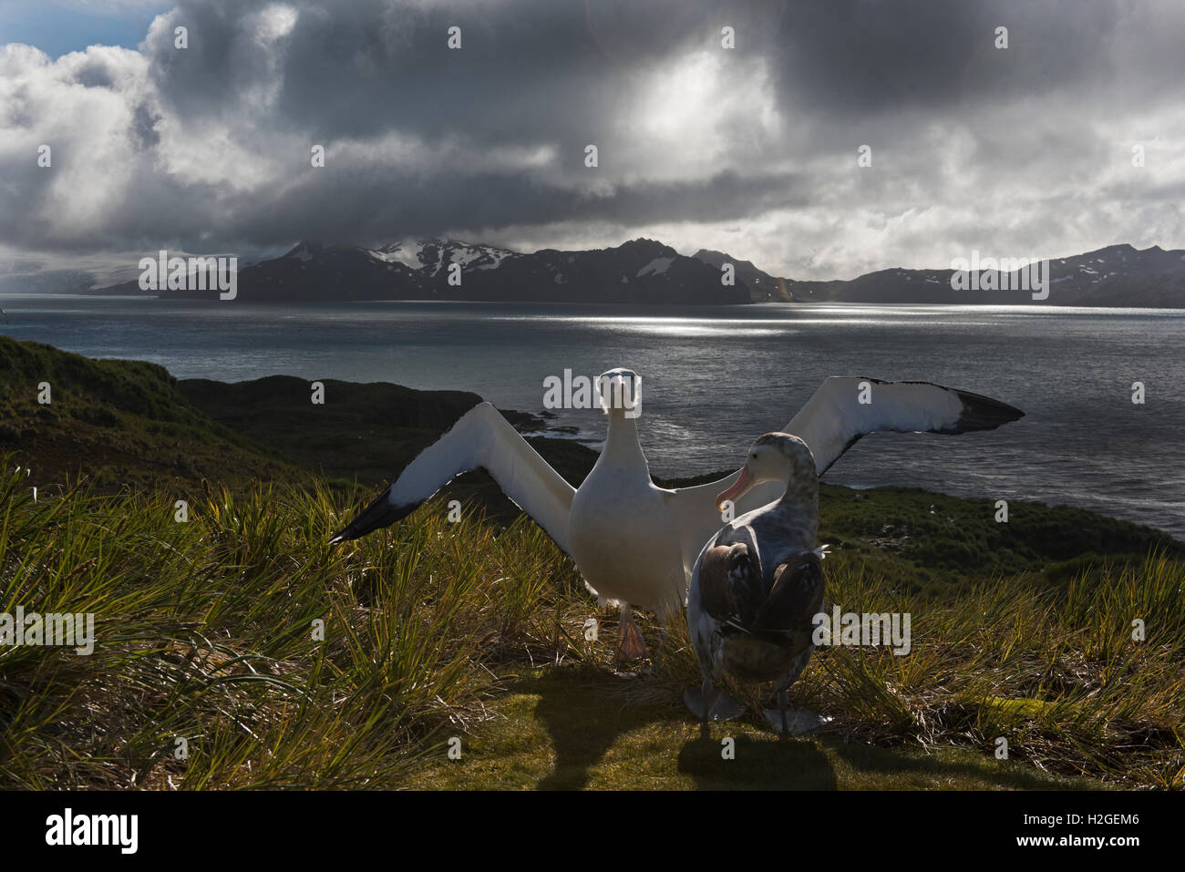 Antarctica antarctic albatross hi-res stock photography and images - Alamy