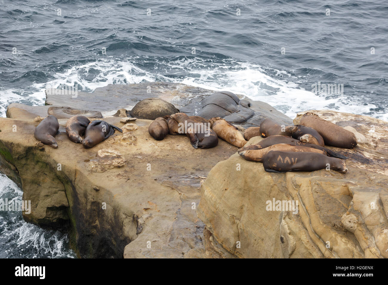 California Sea Lions on the rocks at La Jolla Cove, San Diego, Stock Photo