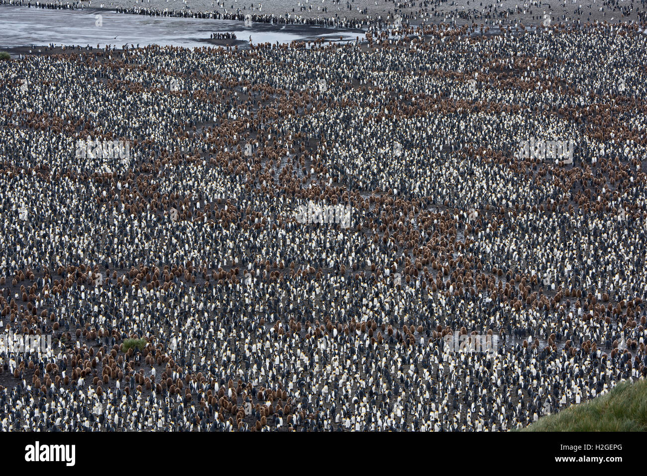 Looking down on the vast King Penguin (Aptenodytes patagonicus) colony at Salisbury Plain on South Georgia.  Estimated breeding Stock Photo