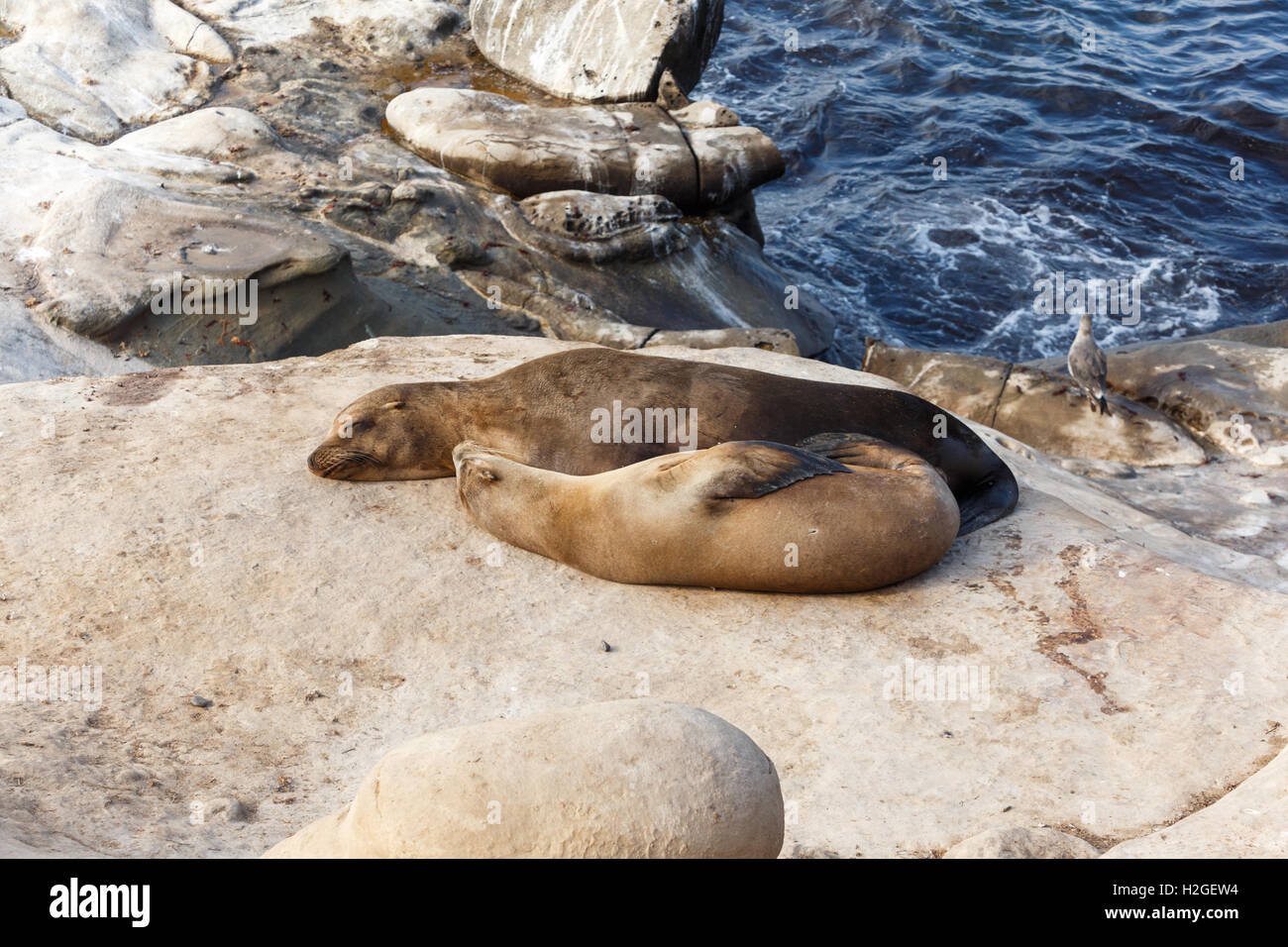 California Sea Lions on the rocks at La Jolla Cove, San Diego, Stock Photo