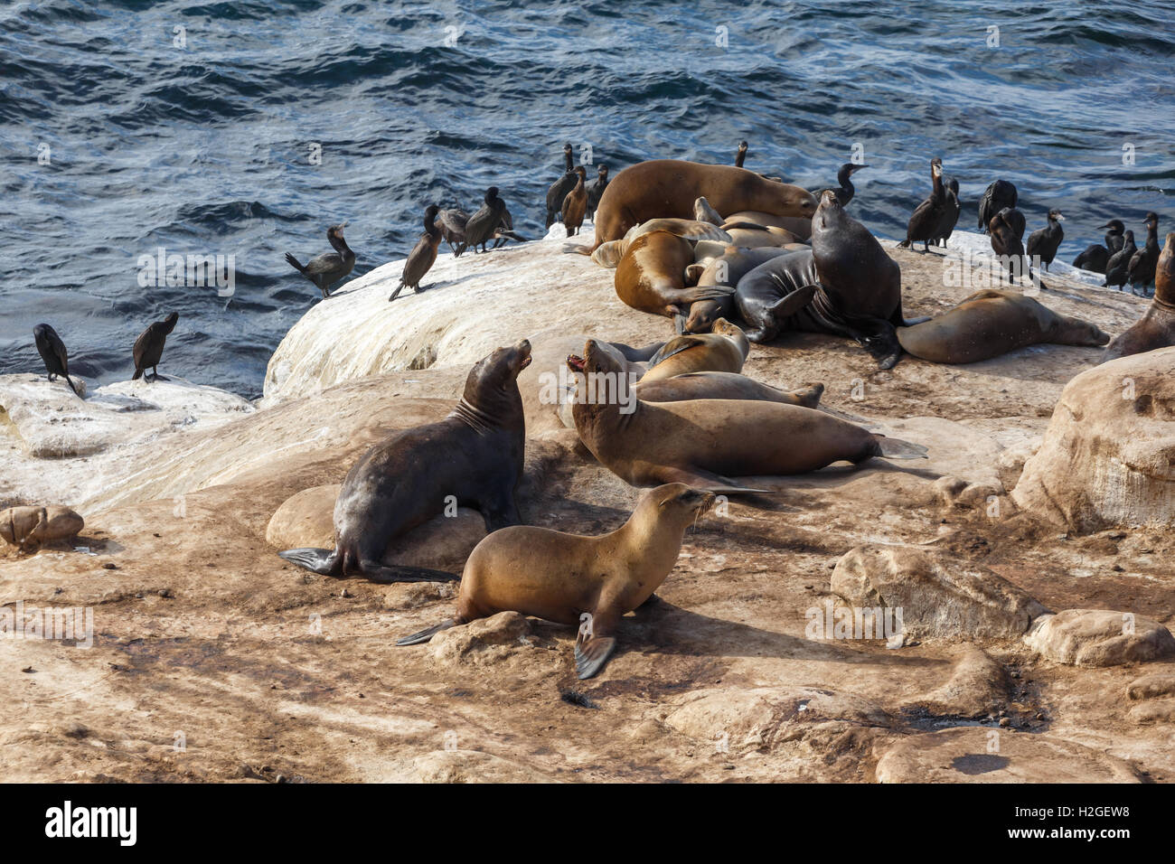 California Sea Lions and Brandt's Cormorants on the rocks at La Jolla Cove, San Diego, Stock Photo