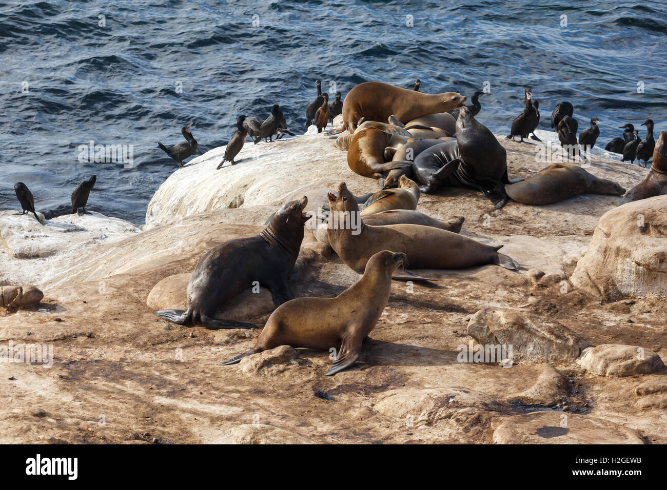 California Sea Lions and Brandt's Cormorants on the rocks at La Jolla Cove, San Diego, Stock Photo