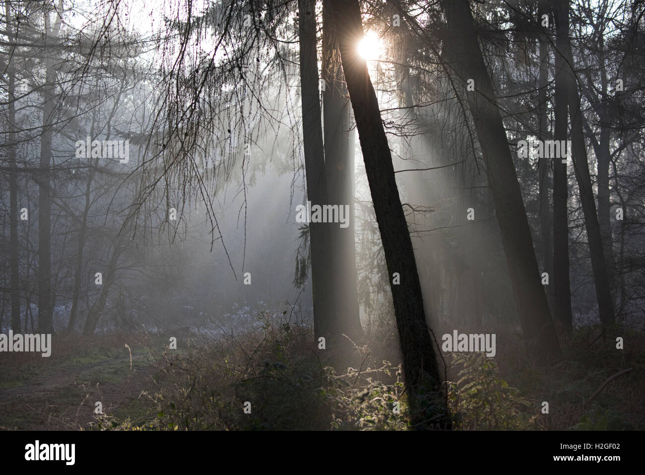 Cold misty morning in woodland at Kettlestone North Norfolk Stock Photo