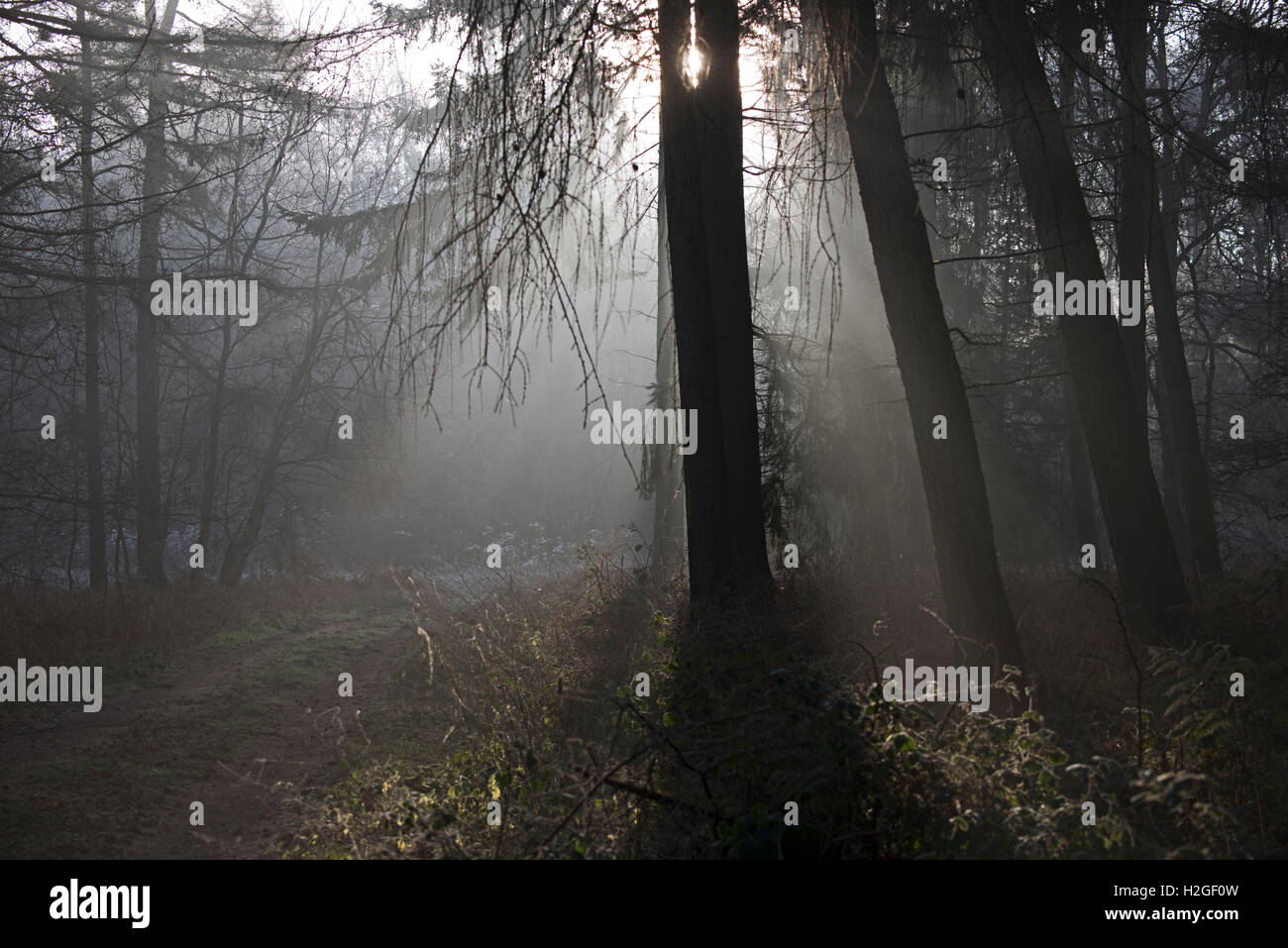 Cold misty morning in woodland at Kettlestone North Norfolk Stock Photo