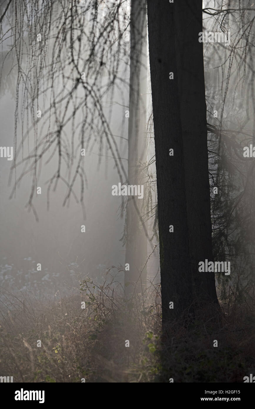 Cold misty morning in woodland at Kettlestone North Norfolk Stock Photo