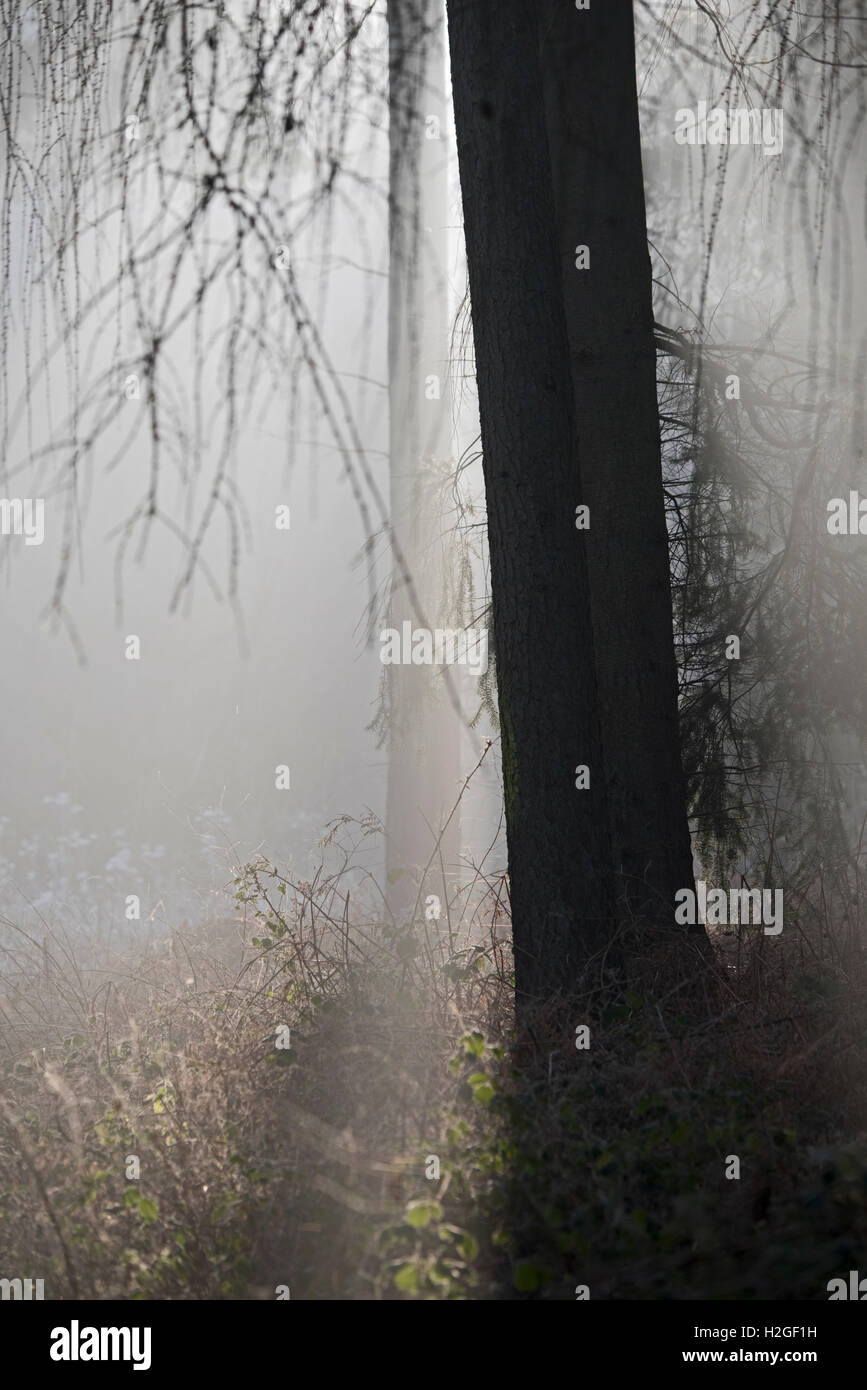 Cold misty morning in woodland at Kettlestone North Norfolk Stock Photo