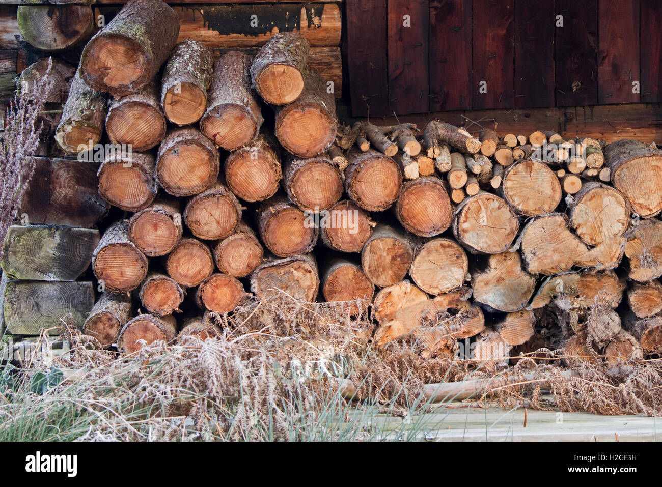 Log pile in woodland Norfolk winter Stock Photo