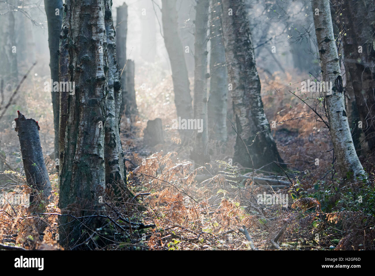 misty morning in woodland North Norfolk Stock Photo