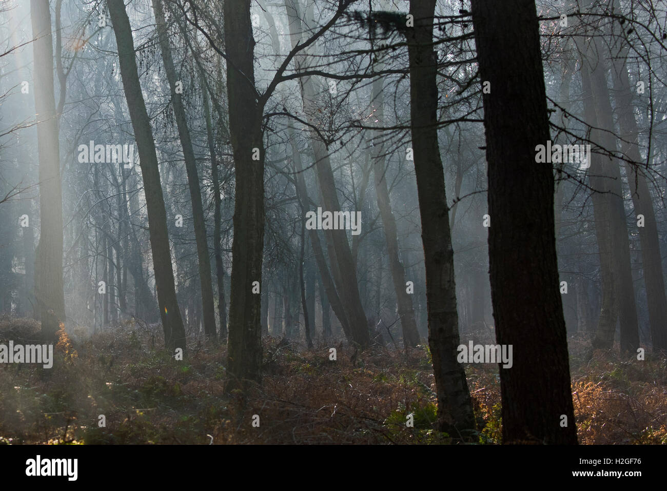 Cold misty morning in woodland at Kettlestone North Norfolk Stock Photo