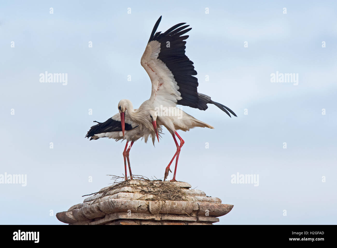 White Stork Ciconia ciconia pair displaying on cathedral Alfaro Spain Stock Photo