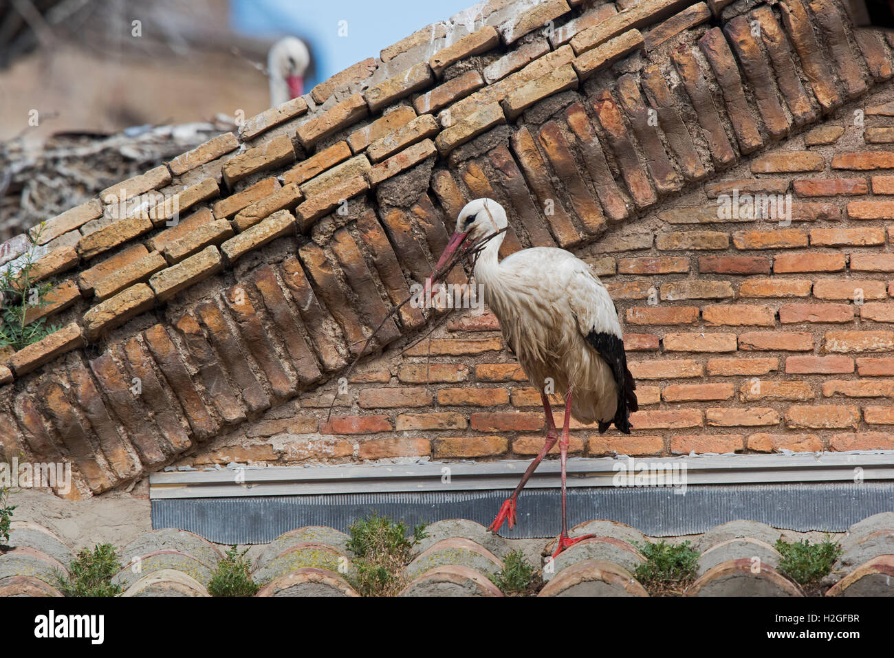 White Stork Ciconia ciconia adding material to nest on cathedral Alfaro Spain Stock Photo