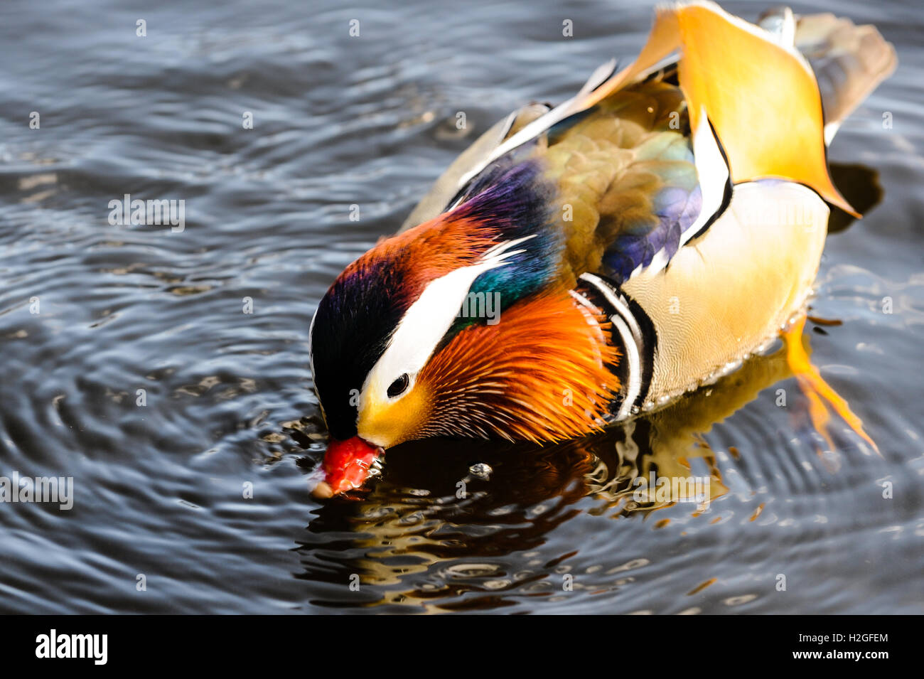 Norway, Stavanger. Mandarin Duck in Mosvannet lake. Stock Photo