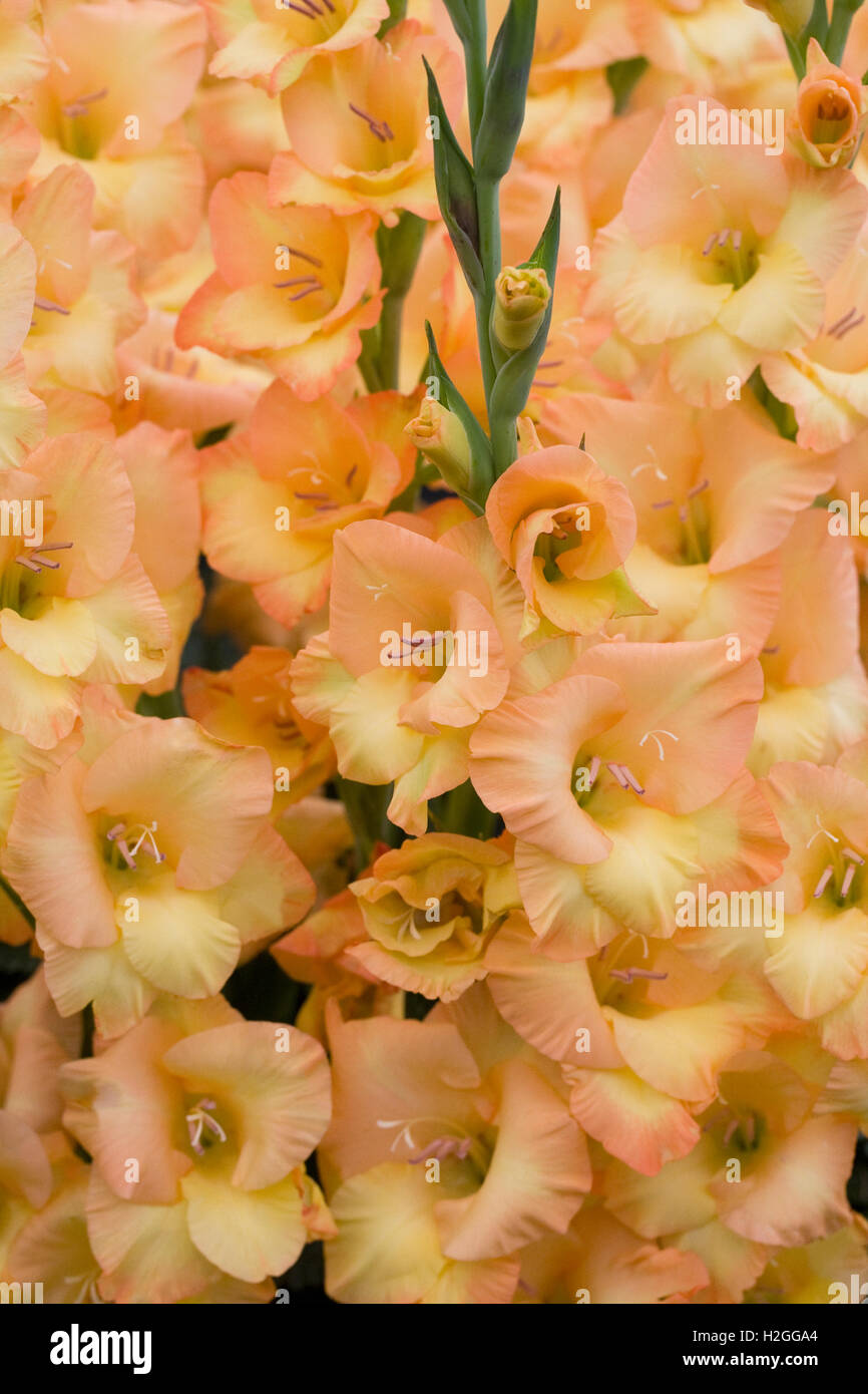Yellow funnel shaped flower hi-res stock photography and images - Alamy