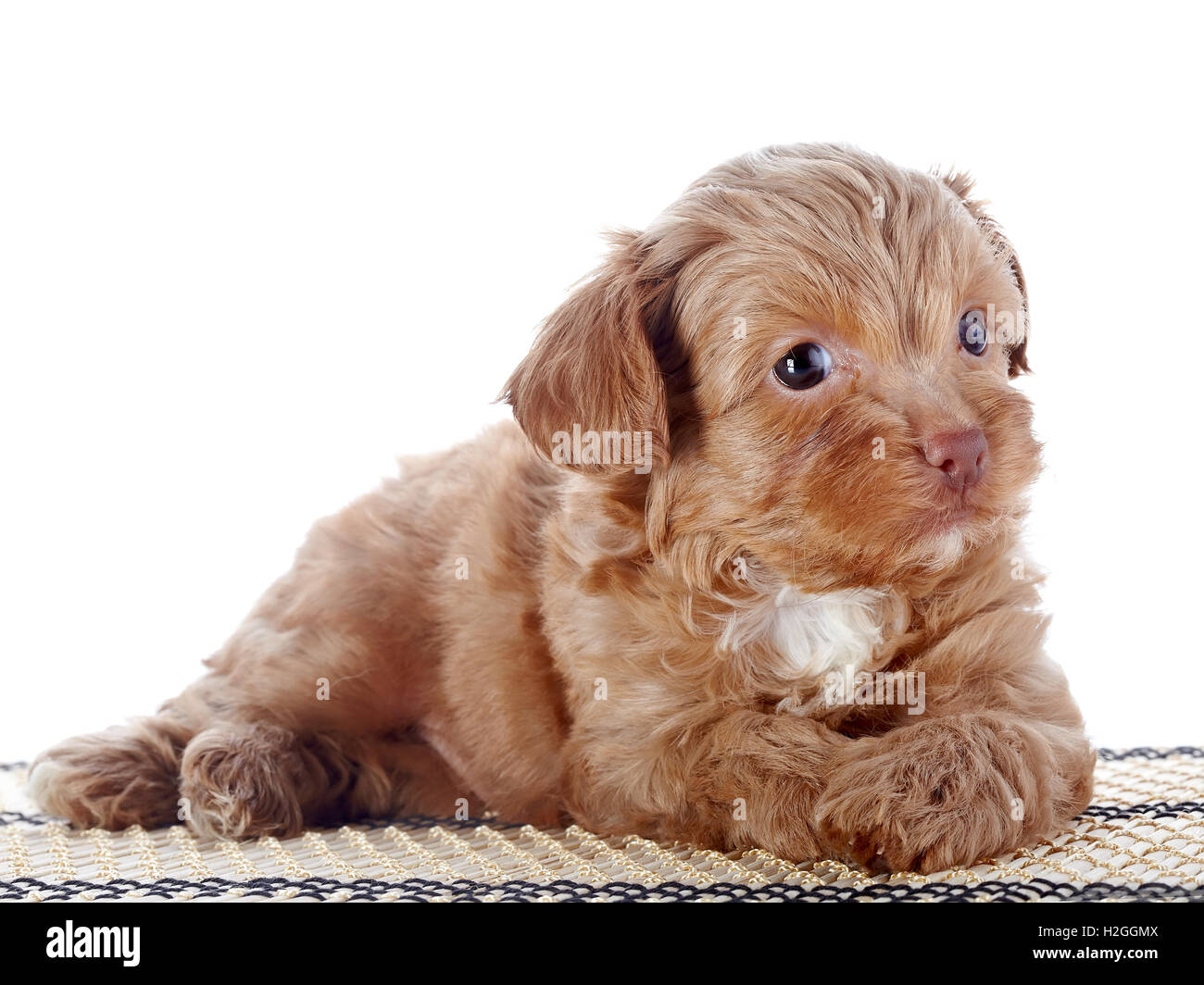 Puppy on a rug Stock Photo Alamy