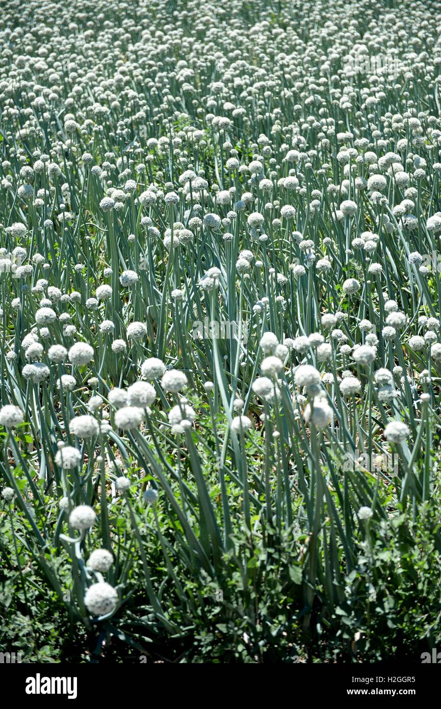 Onion bulb shoot hi-res stock photography and images - Alamy