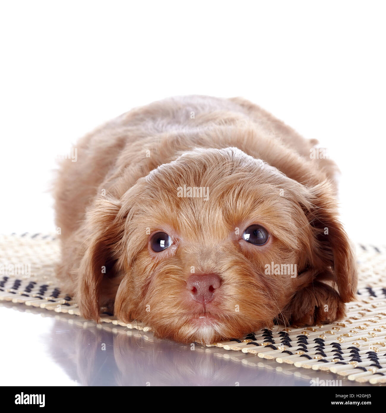 Puppy on a rug Stock Photo Alamy