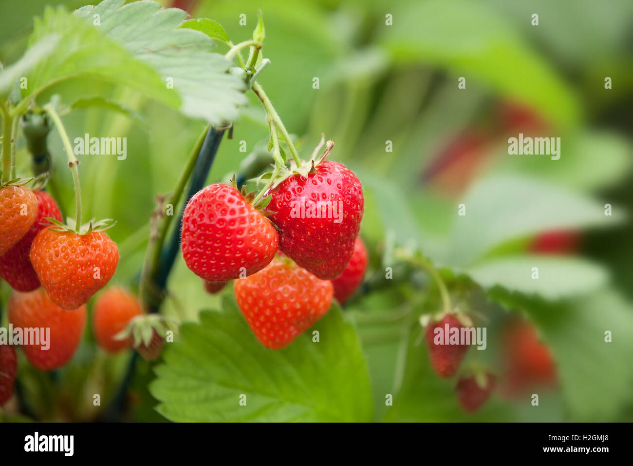 Strawberries growing on a plant Stock Photo - Alamy