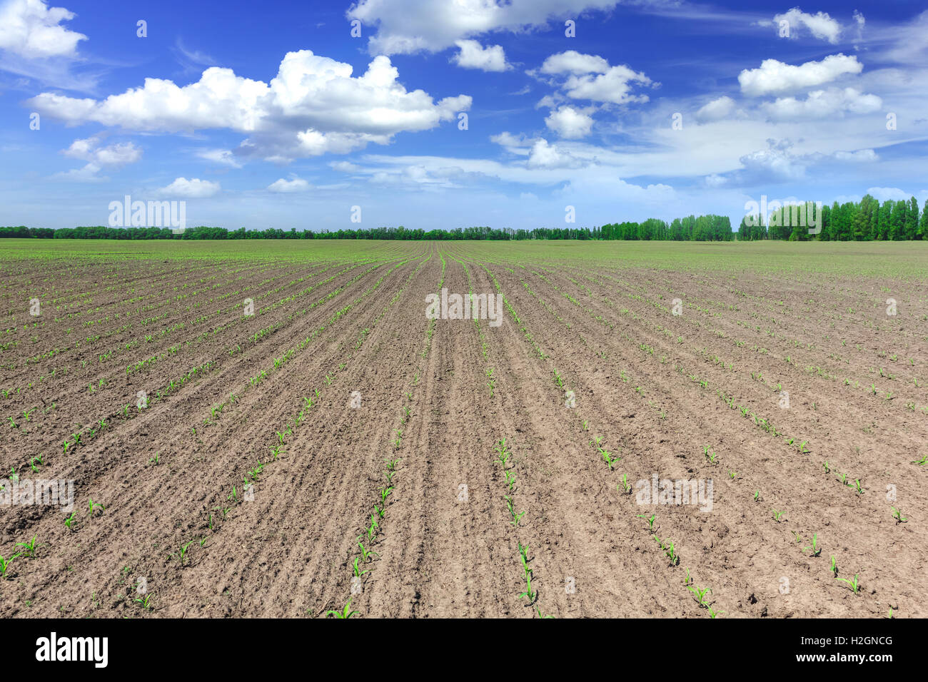 Corn field Stock Photo