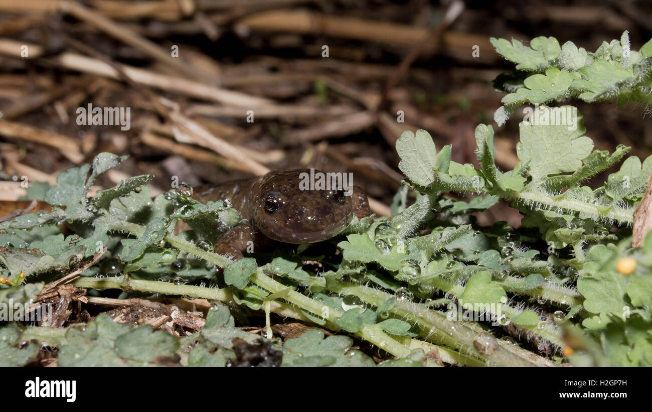 A Korean Salamander, Hynobius leechii, peaks out from the underbrush next to the Tancheong Stream. Stock Photo