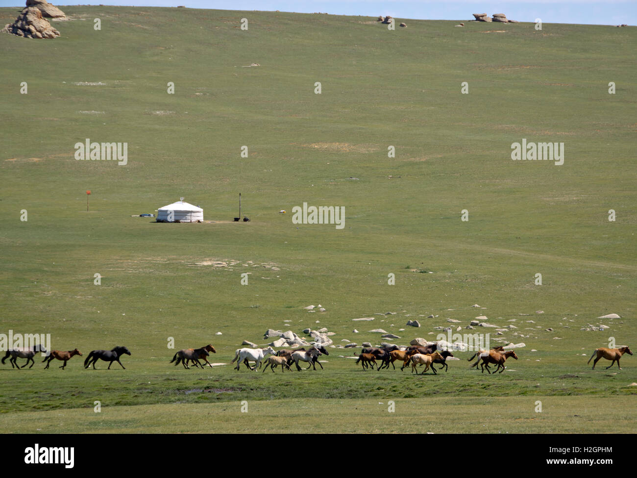 Herd of wild horses in Mongolia Stock Photo - Alamy
