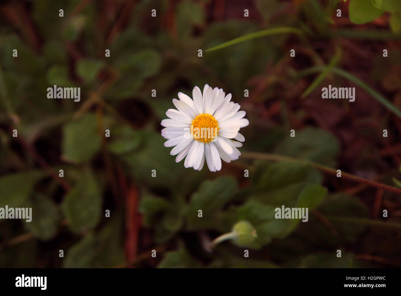 White daisy flower.Closeup of blooming Shasta daisies in a meadow. Stock Photo