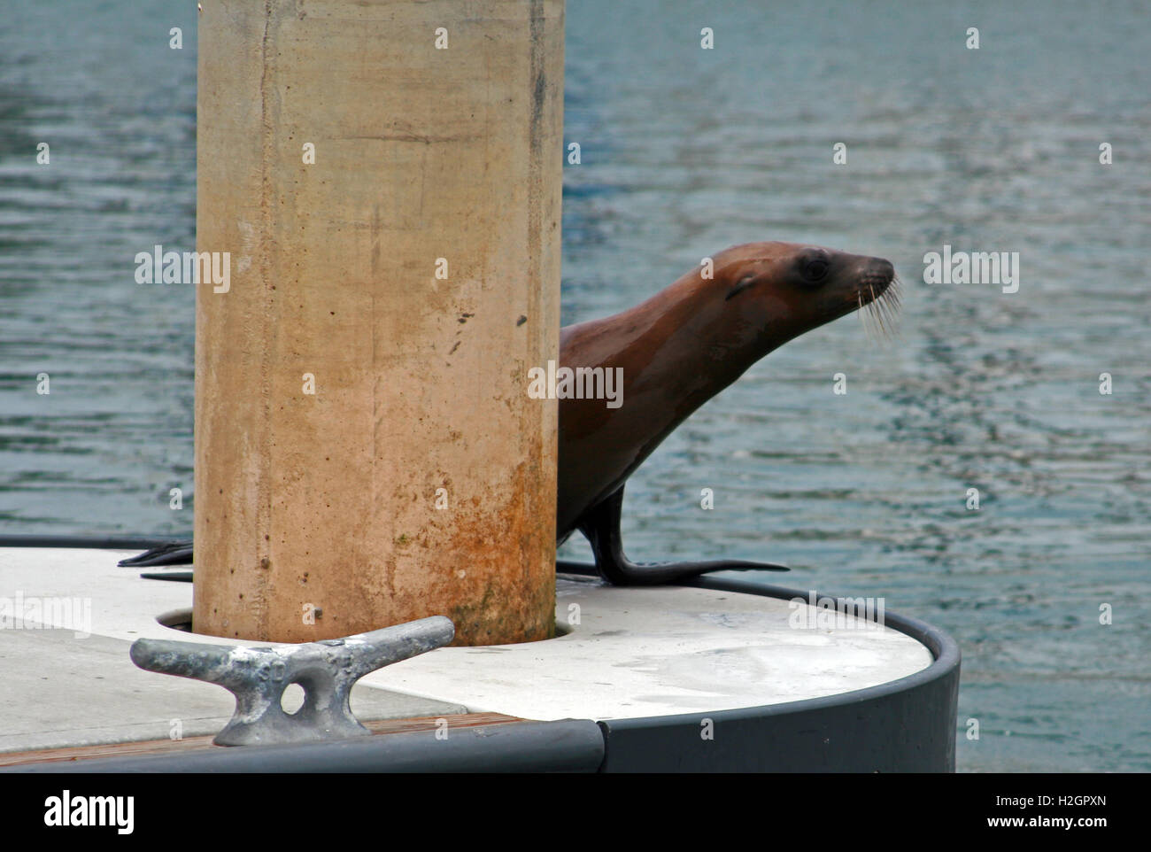 Sea Lion on resting on boat dock slip in Alamitos harbor of Long Beach / Seal Beach in southern California USA Stock Photo