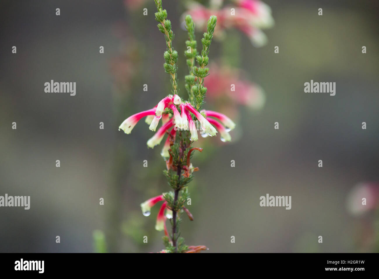 Dew heavy Erica Perspicua, wild pink and white bell flowers in the African Fynbos Stock Photo