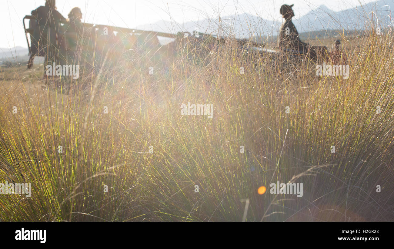 silhouetted safari car amongst tall grass with lens flare Stock Photo