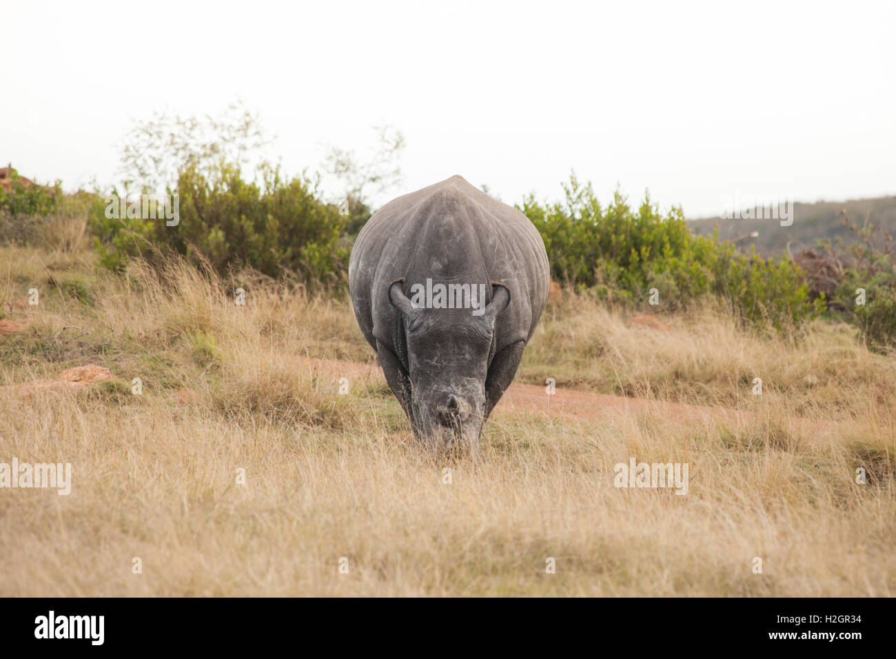 A male white rhino grazes in a field Stock Photo