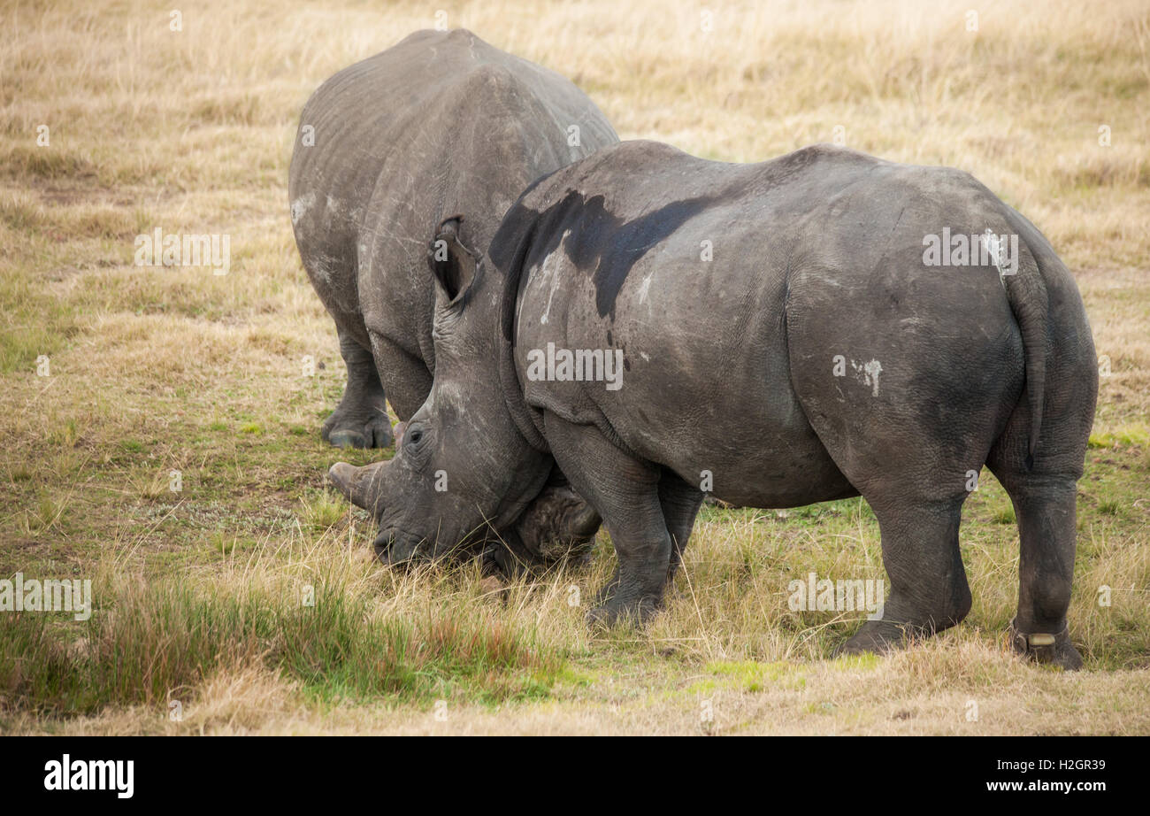 Female white rhino hi-res stock photography and images - Alamy