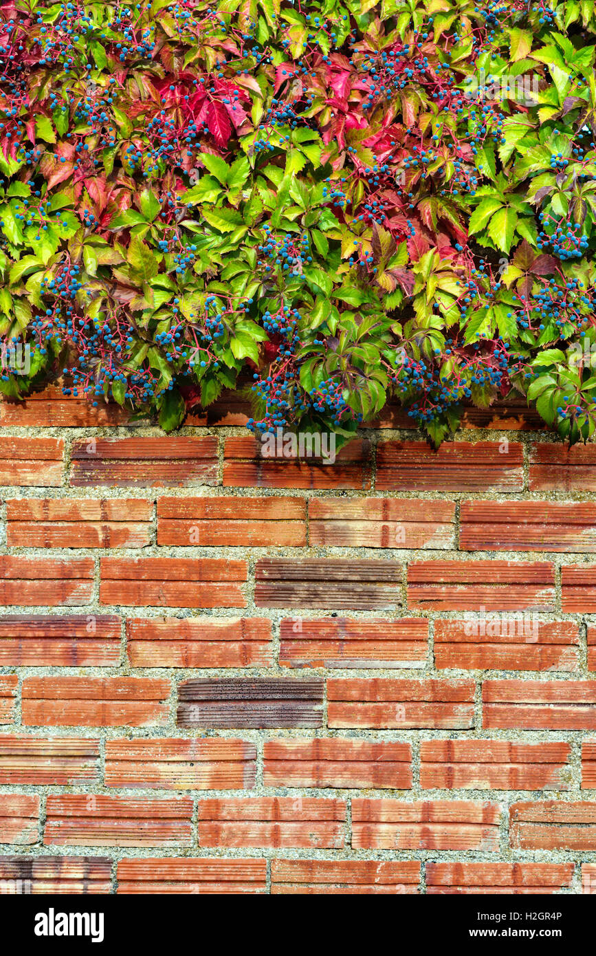 creeper garden in autumn at sunset Stock Photo Alamy
