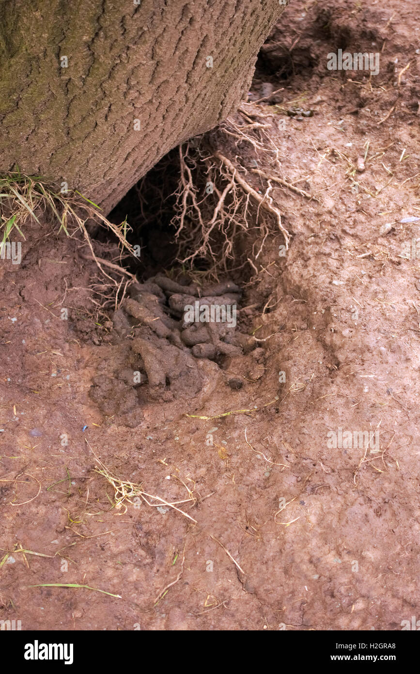Badger latrine used in wet weather Stock Photo Alamy