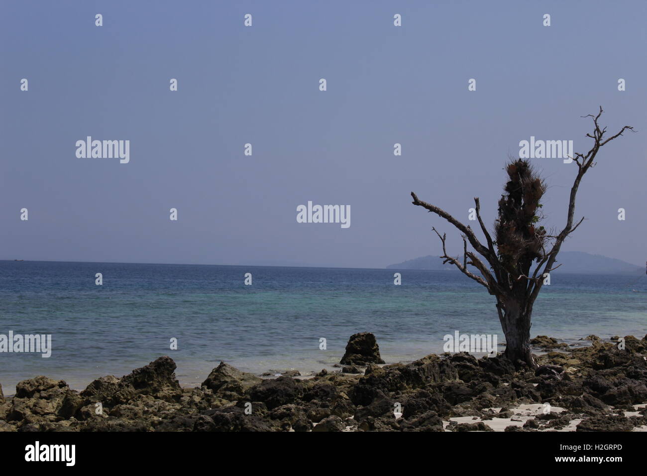 Remains of tree on the beach on Neil island after tsunami Stock Photo
