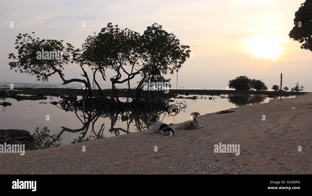 Dogs resting on beach with refection of trees in sea water and sunset Stock Photo