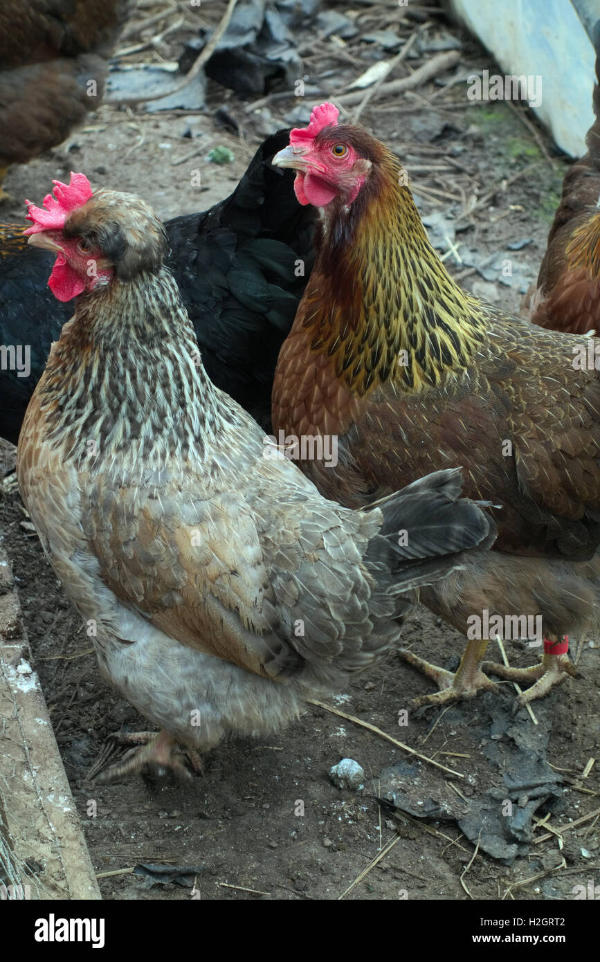 Cream legbar hen with Welsummer hen Stock Photo Alamy