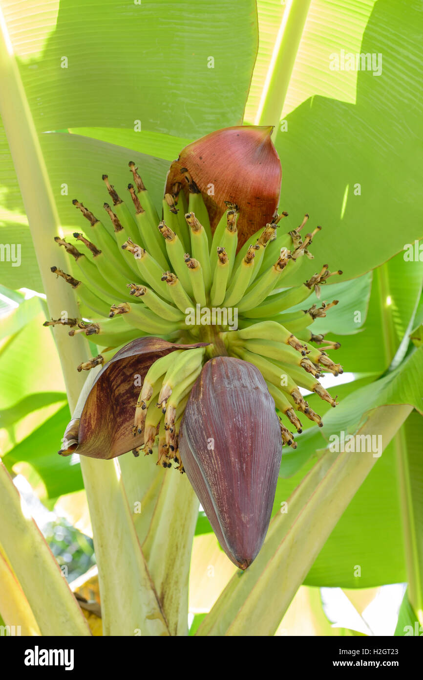 Banana tree (Musa sp.), inflorescence and multiple fruit, Kamokila