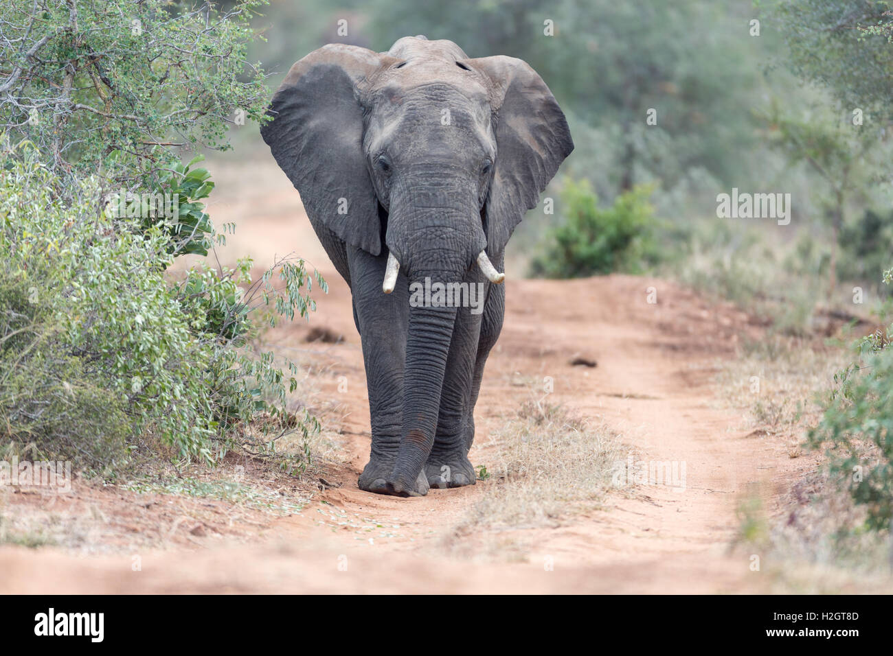 African bush elephant (Loxodonta africana) walking along dirt road, Timbavati Game Reserve, South Africa Stock Photo