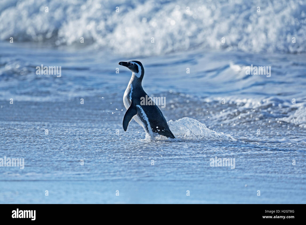 Magellanic Penguin (Spheniscus magellanicus) coming out of water, Sea Lion Island, South Atlantic, Falkland Islands Stock Photo